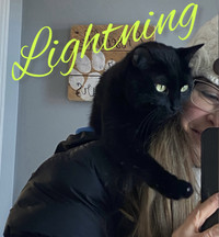 Lightning - Chat recherche famille pour la vie