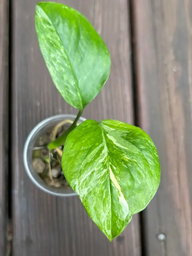 Monstera lechleriana variegated 62864746108290122