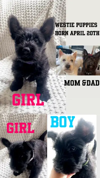 Beautiful black Westie X. Great family dogs, gentle caring hypo allergic . Vet. Checkd and first sho...