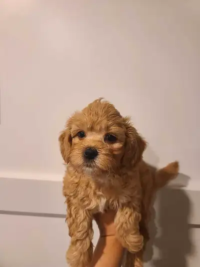 shihpoo puppys , View more