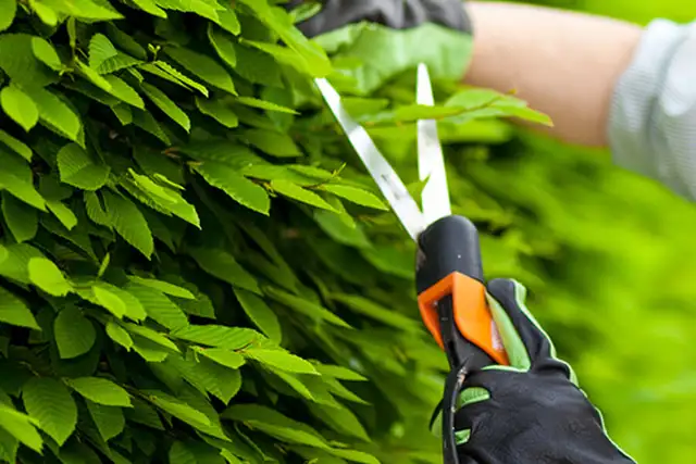 Lawncare worker for hire62863723701377122