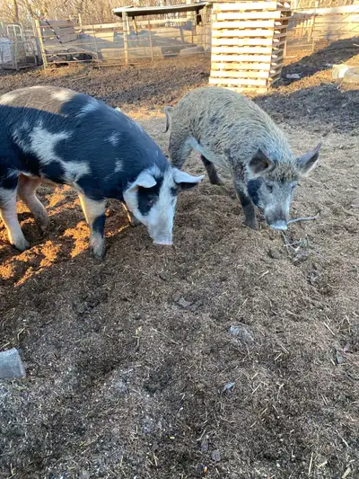 Berk Cross Boars, View more