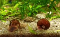 Ramshorn snails 