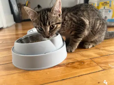 Adorable 10-week old tabby kitten. She is litter trained, and she’s calm and gentle. She will come w...