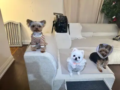 Adorable Micro-Yorkie Girl Looking for Her Forever Home! , View more