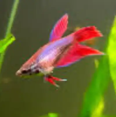 Looking for unwanted  Betta fish, View more