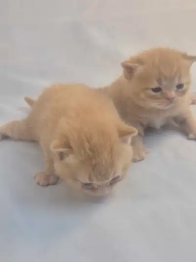 Chatons  British Shorthair aux couleurs rares, CCA-AF, View more