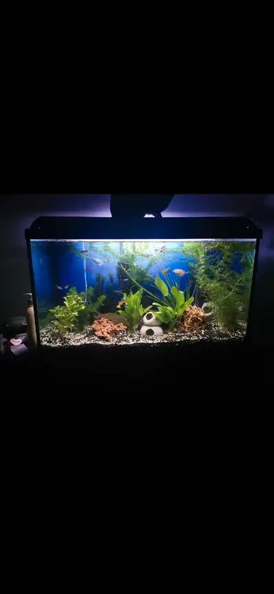 Aquarium 30 gallons a vendre avec meuble. Ne coule pas. Viens avec filtre aquaclear 130, chauffe eau...