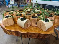 Small Log Candle Holder/Planters with Live Plant