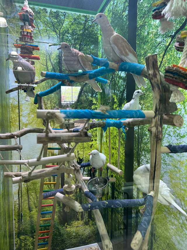 tourterelles et colombes dans Oiseaux à adopter  à Drummondville