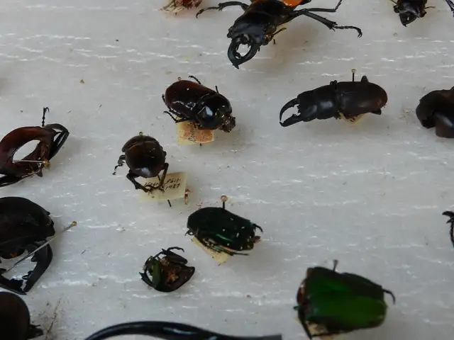 Vintage Museum Bug Collector+Glass+Wood 6 Boxes Each @63235066429185121