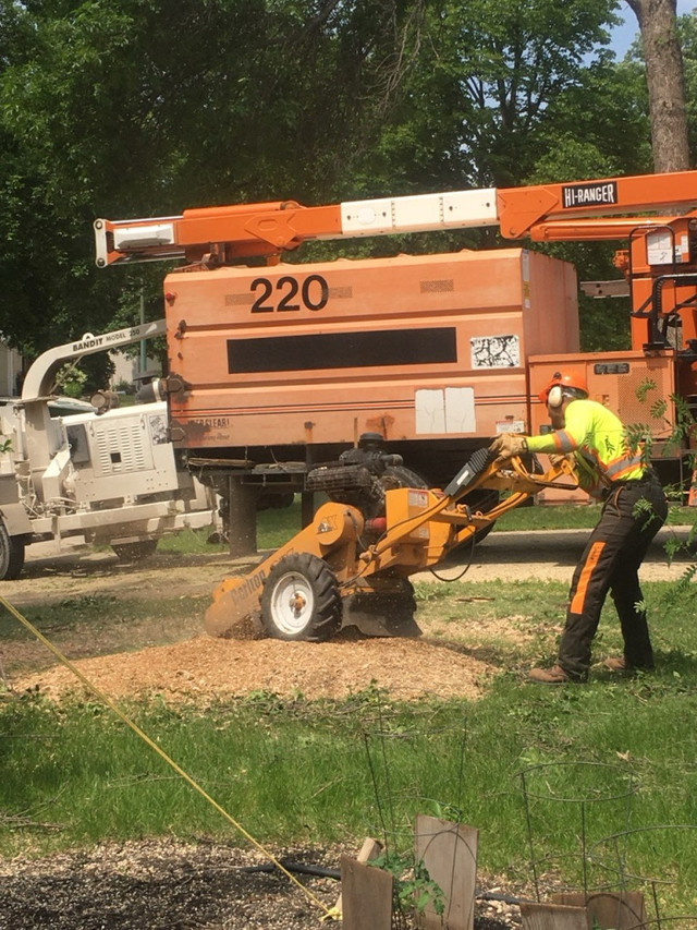 Timber Tree  Removal  in Lawn, Tree Maintenance & Eavestrough in Winnipeg