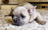 Gorgeous Pure French bulldog Babies