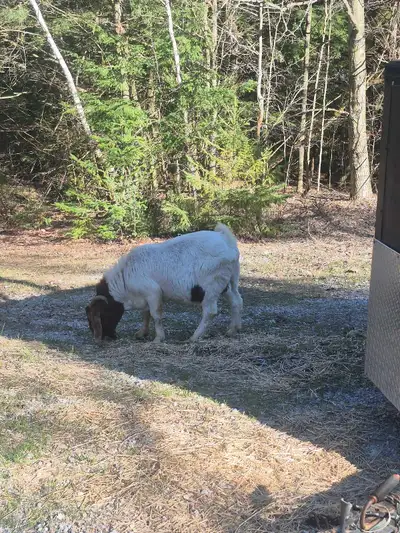 boar goat  breeding ram very friendly, View more