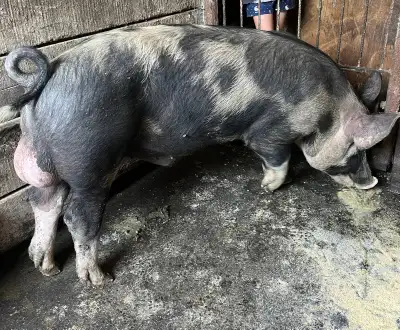 Boar ready for breeding , View more