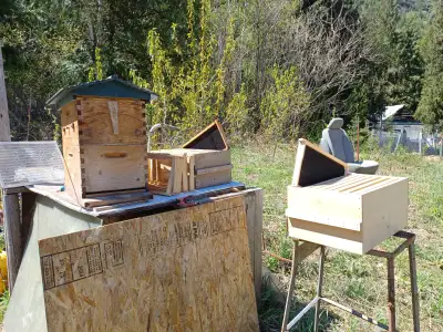 Honey bee FLOW_HIVE, View more