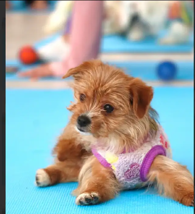 HIGH QUALITY MINIATURE YORKIE PUPPIES in Dogs & Puppies for Rehoming in City of Toronto - Image 11