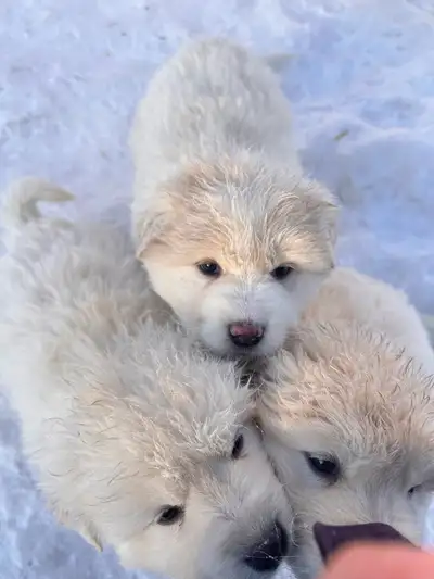 Puppies for sale!, View more