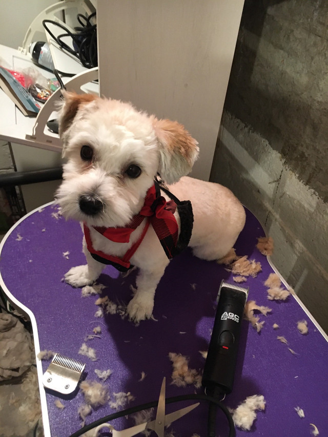 Certified master mobile or Stationary dog  and cat groomer in Animal & Pet Services in Edmonton