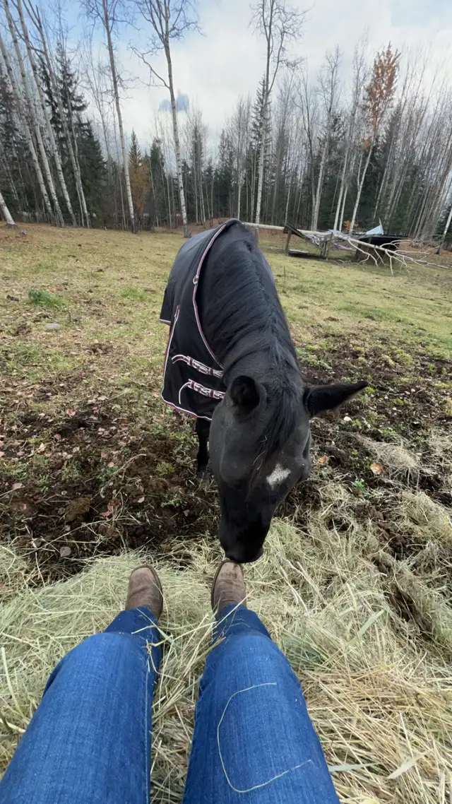 black 16.3hh ottb gelding in Horses & Ponies for Rehoming in Quesnel - Image 5