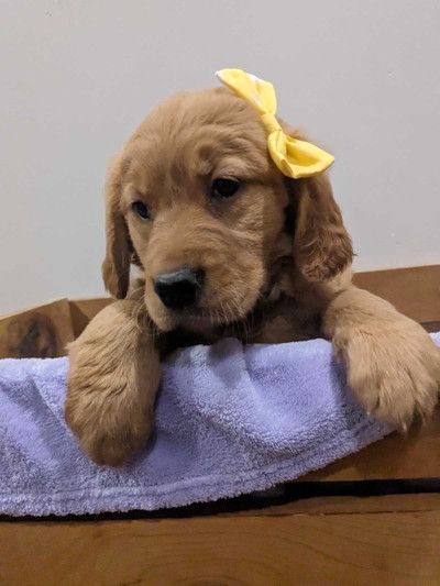 Golden Retriever Puppies - DNA Tested