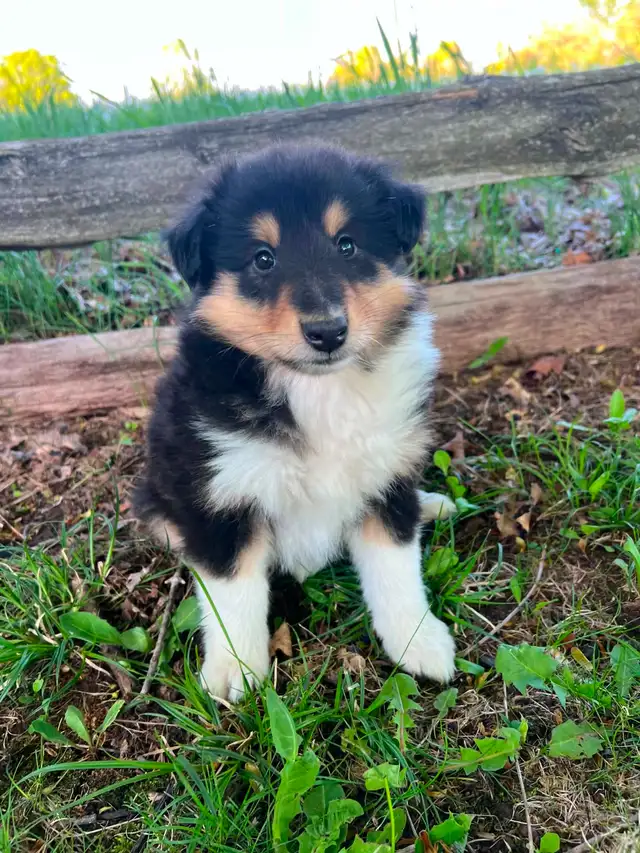 Rough Collie puppies in Dogs & Puppies for Rehoming in Barrie - Image 2