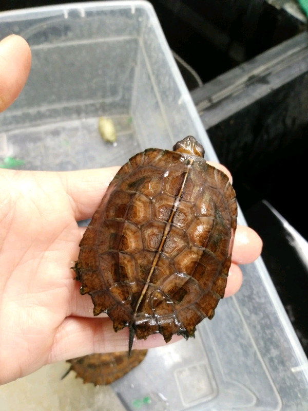 Keeled box turtles-females dans Reptiles et amphibiens à adopter  à Ouest de l’Île - Image 3