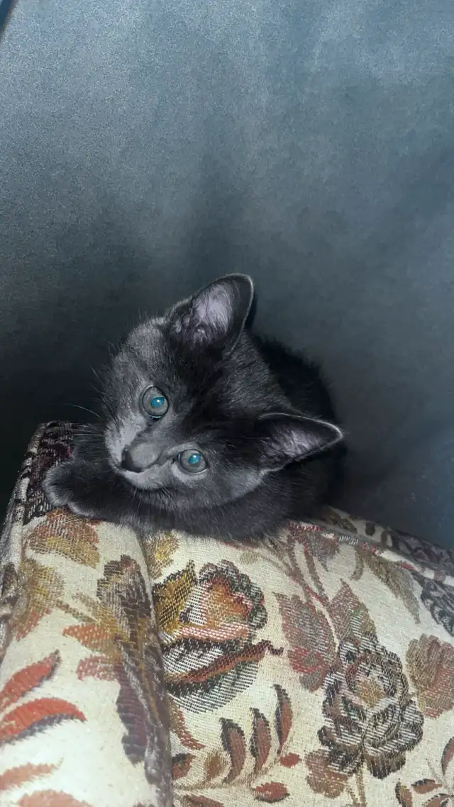 Male Black kitten with blue eyes  in Cats & Kittens for Rehoming in City of Montréal - Image 8
