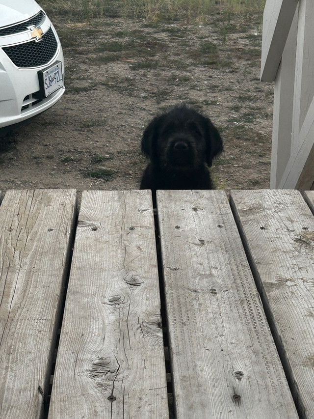 Puppies for sales Dogs & Puppies for Rehoming Penticton Kijiji