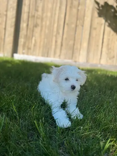 Female Maltese Puppy, View more