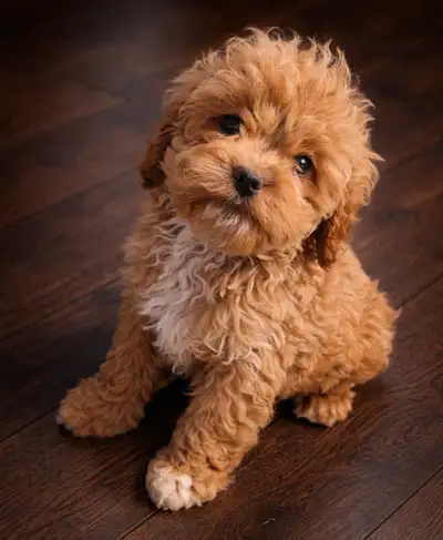 Two Gorgeous Cockapoo Puppies, View more