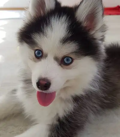 Pomsky puppies - one girl still available, View more