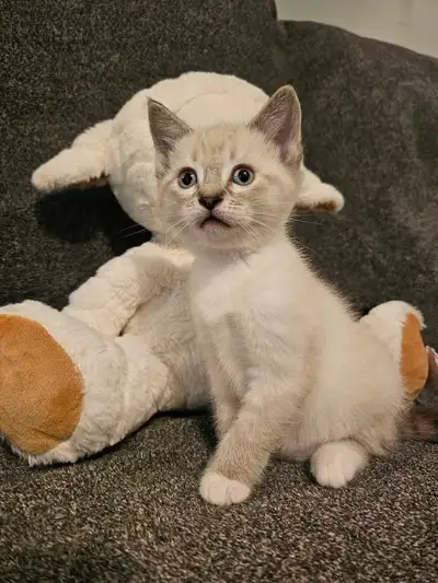 Kitten for rehoming, View more