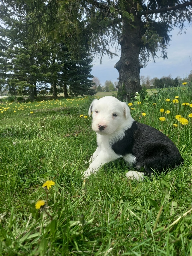 1 blue eye & 1 brown eye! Dogs & Puppies for Rehoming London Kijiji