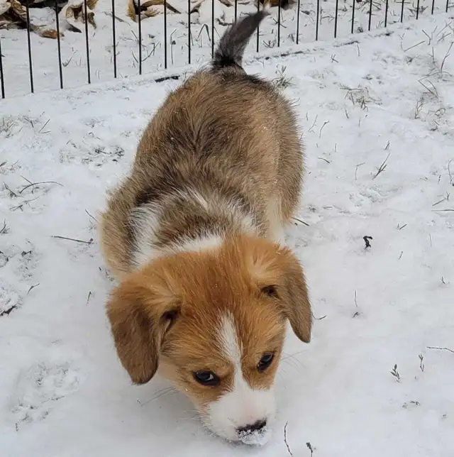 Pembroke Welsh Corgi Puppies in Dogs & Puppies for Rehoming in Kawartha Lakes - Image 10