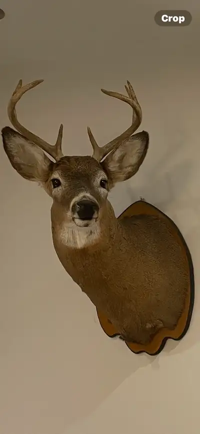 Deer Mount, View more