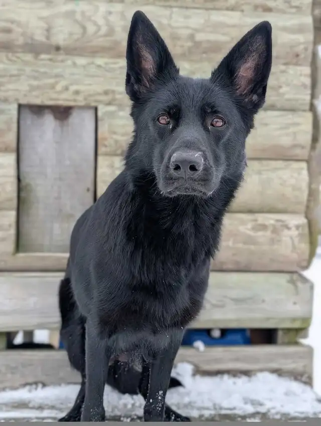 German Shepherd Puppy - CKC registered in Dogs & Puppies for Rehoming in Hamilton - Image 9