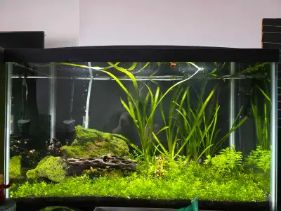 I am offering my 10gallon aqueon tank for $100 cash or e-transfer. It includes: 10 Gallon glass tank...