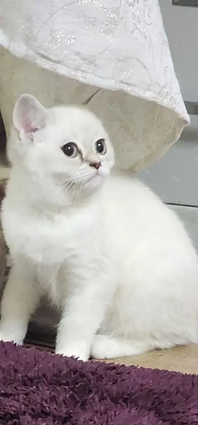 Shorthair cat , View more