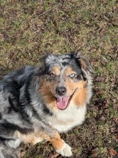 Adorable chienne de 2 ans, vacciné et stériliser,plus info texto 450-847-4914