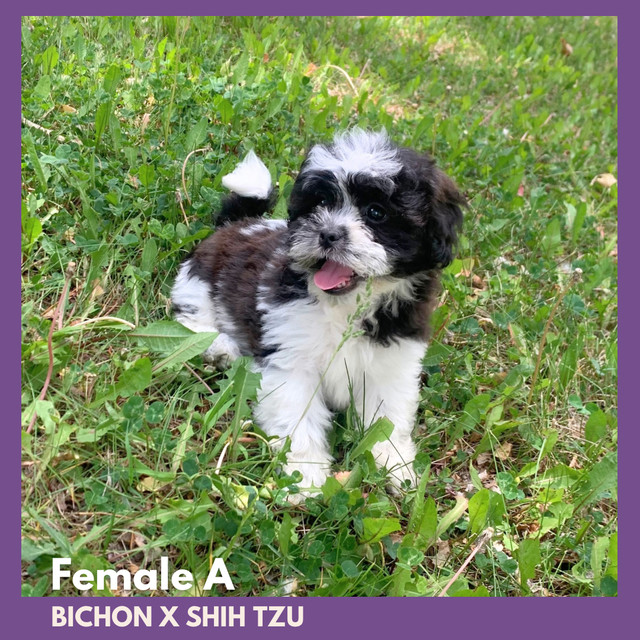 Shih tzu mix puppies in Dogs & Puppies for Rehoming in Calgary - Image 2