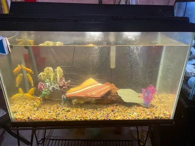 Fish Tank / Aquarium with stand & accessories. in Fish for Rehoming in Oshawa / Durham Region - Image 9