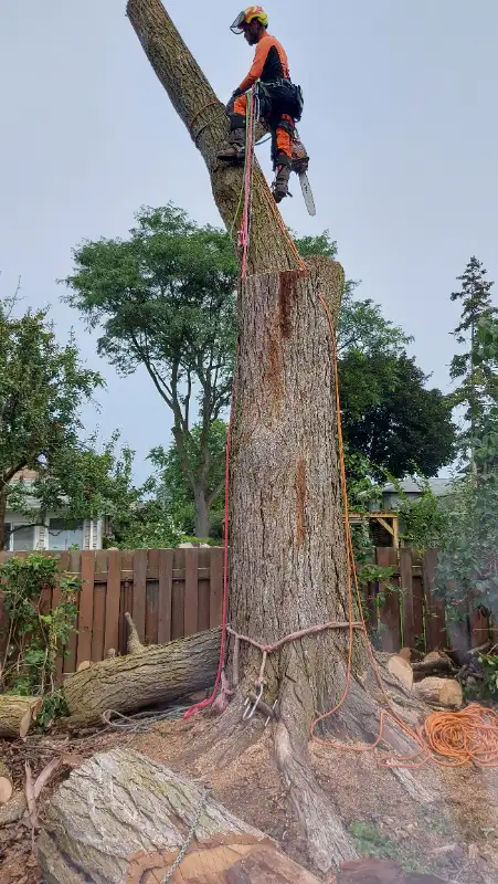 ISA ARBORIST - TREE SERVICES | STUMPS | CLEAN UP in Lawn, Tree Maintenance & Eavestrough in City of Toronto - Image 7