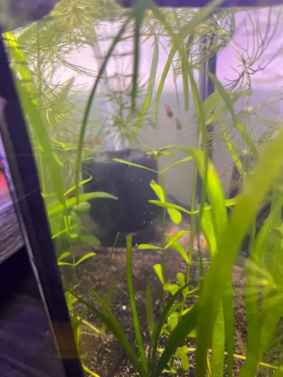 fish / shrimp , View more