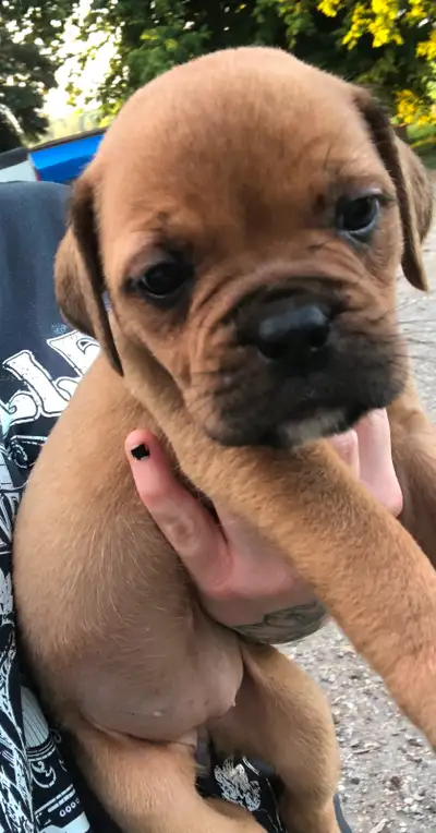 Mastiff/American Bulldog Puppies, View more