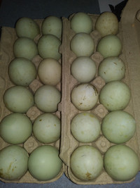 Hacthing Duck Eggs