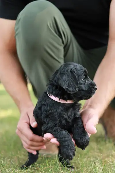 Bernadoodle Puppies, View more
