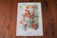 Vintage Botanical Print - Nasturtiums - Fairfax Muckley