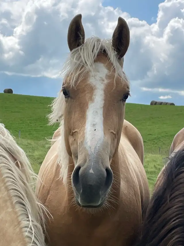 AQHA registered filly in Horses & Ponies for Rehoming in Edmonton - Image 7