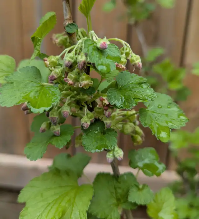 Large Currant Plant (Delicious, Nutritious, Productive, Hardy)